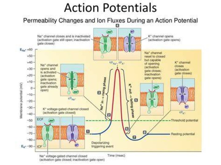 Are action potentials decremental?