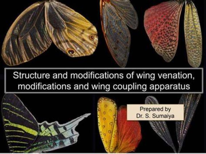 Are insect wings appendages or not?