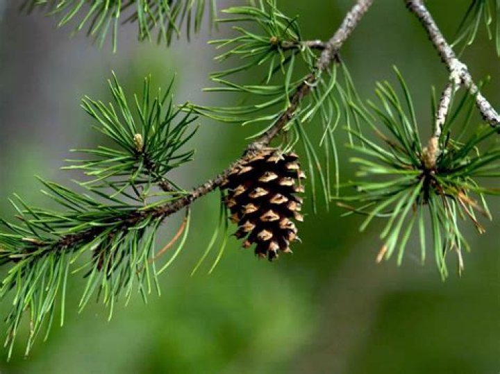 Are pine trees angiosperms?