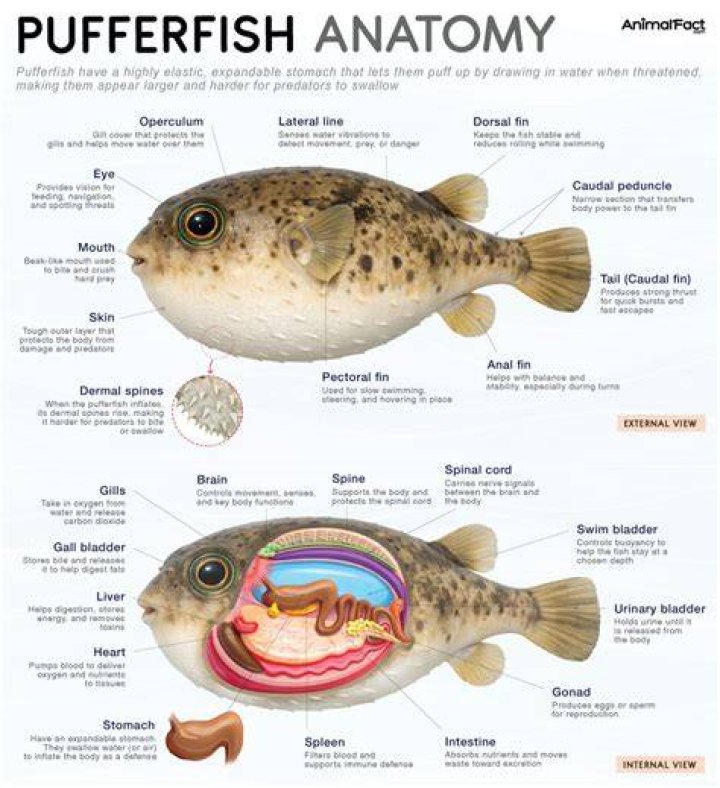 Are puffer fish and toadfish the same?