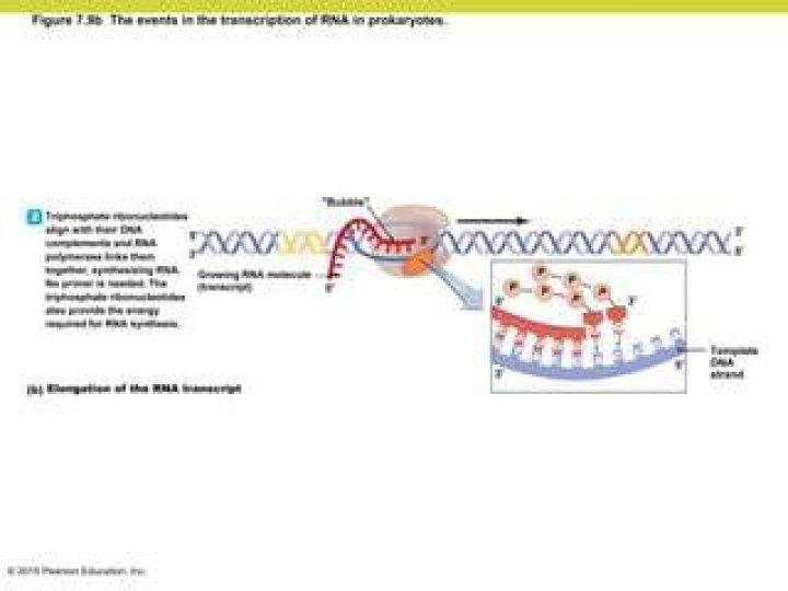 Are ribonucleotides required for transcription?
