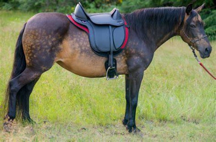 Are treeless saddles better?