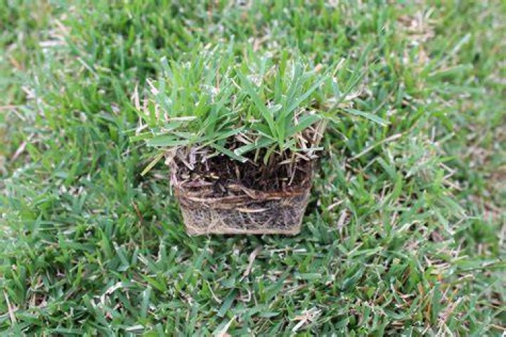 Are zoysia plugs worth it?