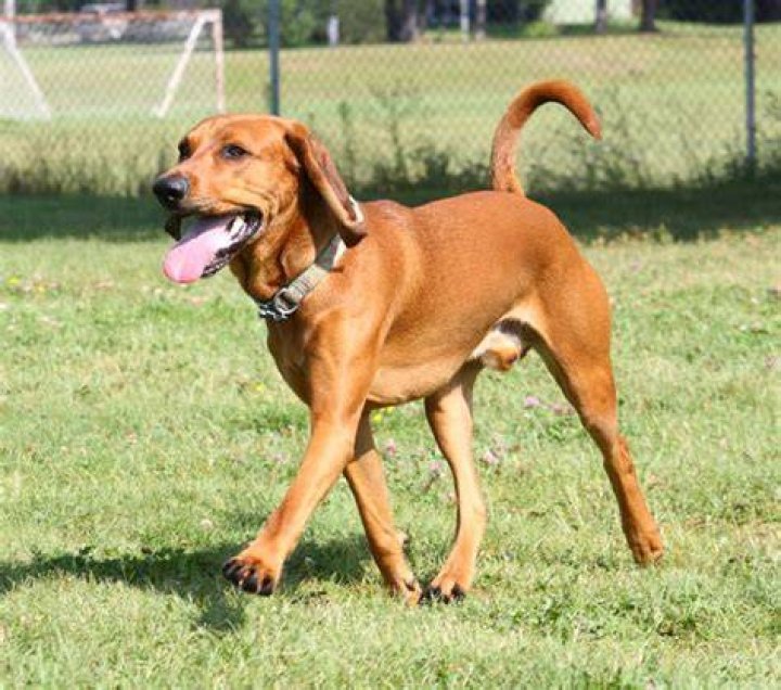 At what age do coonhounds stop growing?