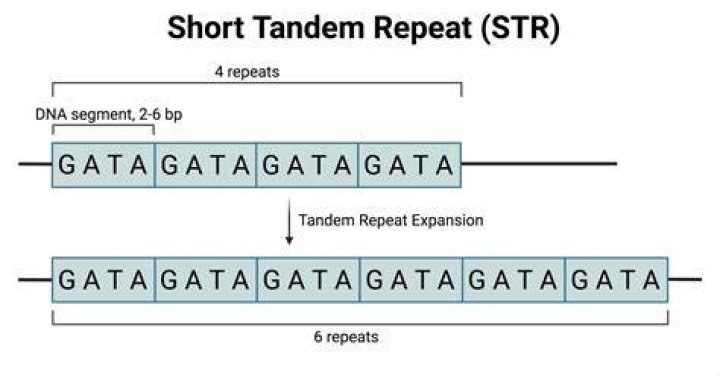 By short tandem repeat?