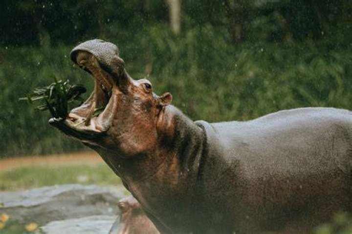 Can a hippopotamus eat a human?