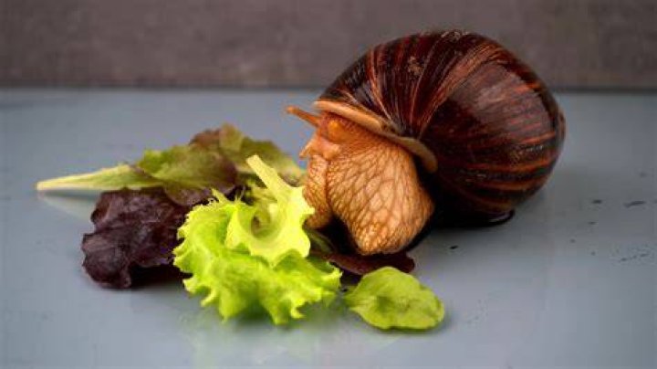 Can achatina eat berries?