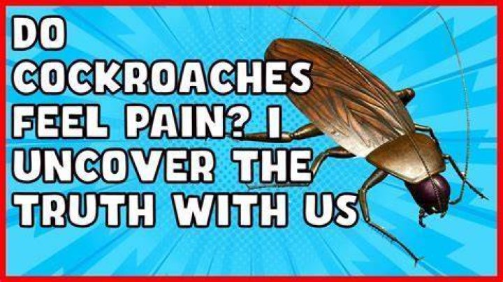 Can cockroaches feel pain?