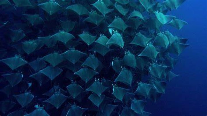 Can mobula rays sting?