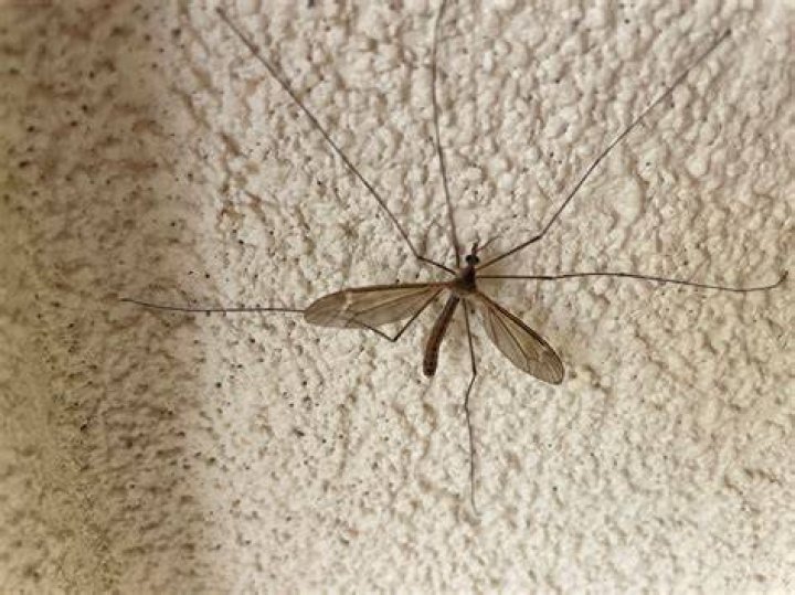 Could a crane fly kill you?