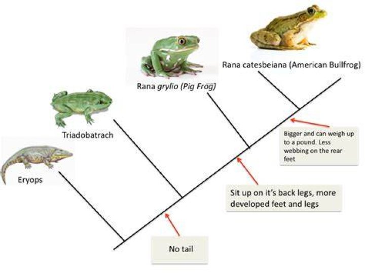 Did frogs evolve from fish?