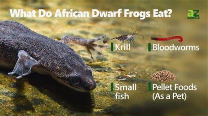 Do african dwarf frogs eat?