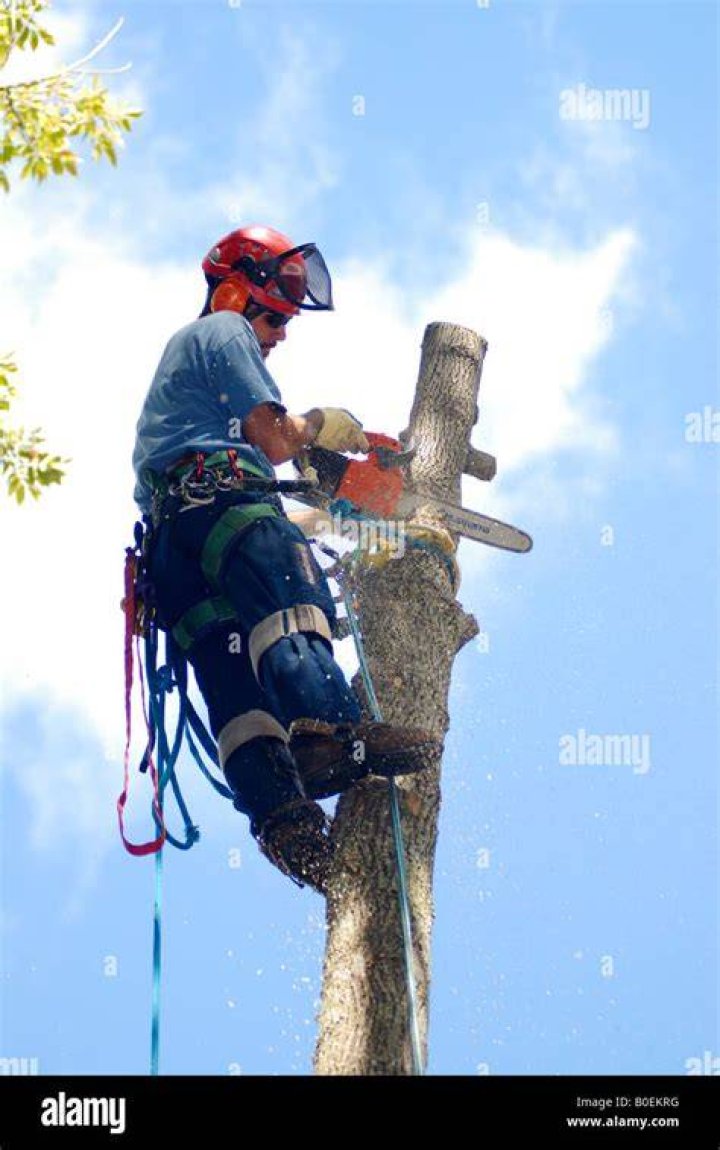 Do climbing tree stands damage trees?