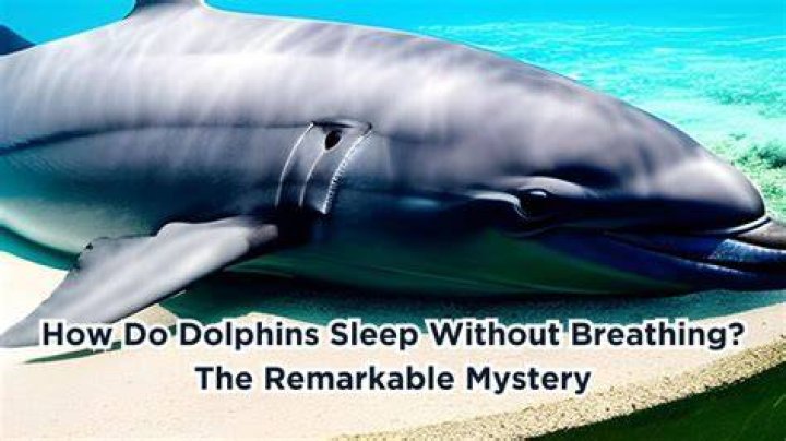 Do dolphins have fins?