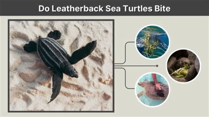 Do leatherback sea turtles bite?