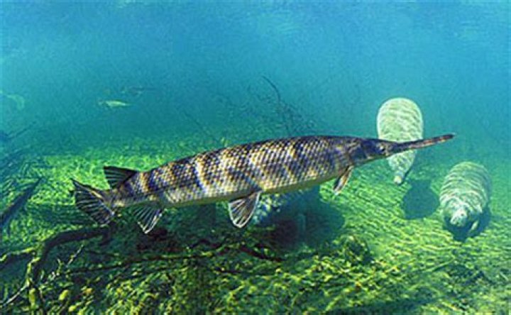 Do longnose gar eat?