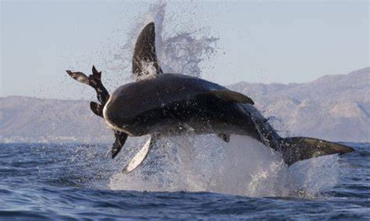 Do shark eat shark?