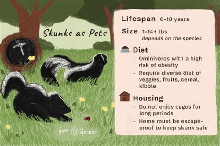 Do skunks make good pets?