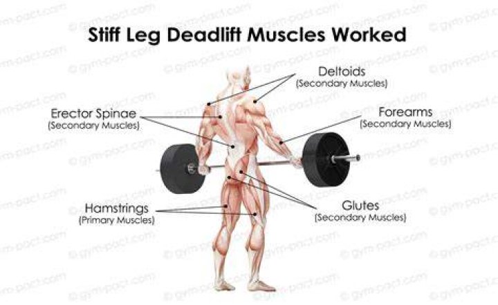 Do stiff legged deadlifts work hamstrings?