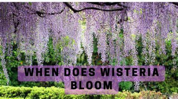 Do wisteria bloom all summer?