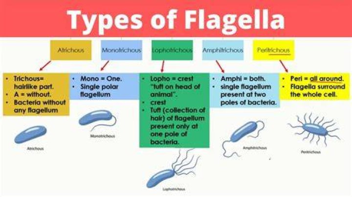 Does cocci have flagella?