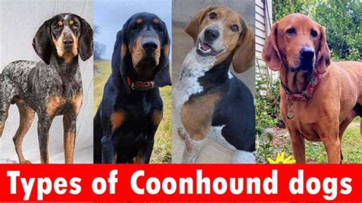 How did coonhounds get their name?