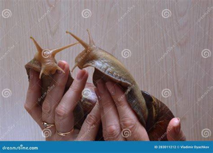 How do achatina reproduce?