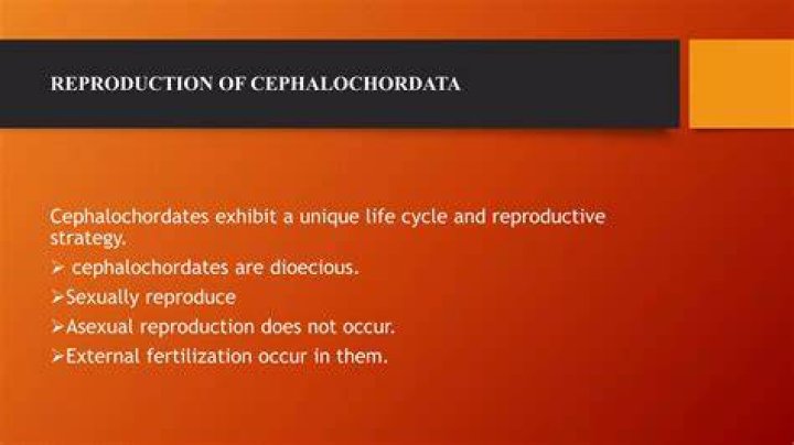 How does cephalochordata reproduce?