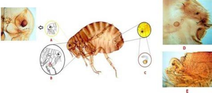 How does spermatheca work?