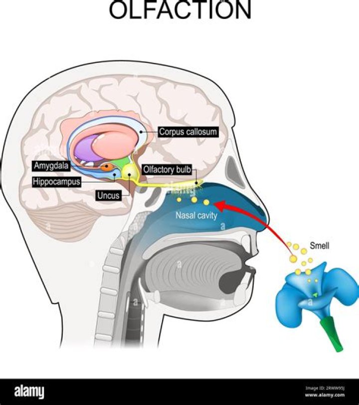 How olfactory nerve works?