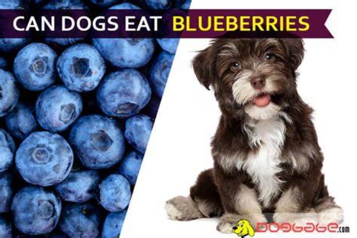 Is it ok to give dogs blueberries?