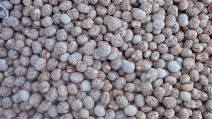 Is lupins a grain?