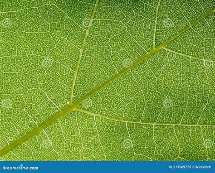 On the underside of the leaves?