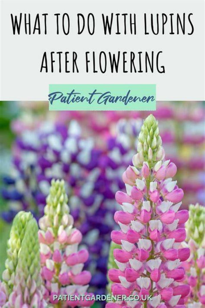 Should lupins be cut back?