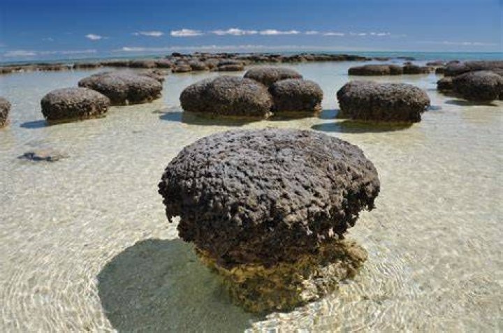 What are stromatolites made of?