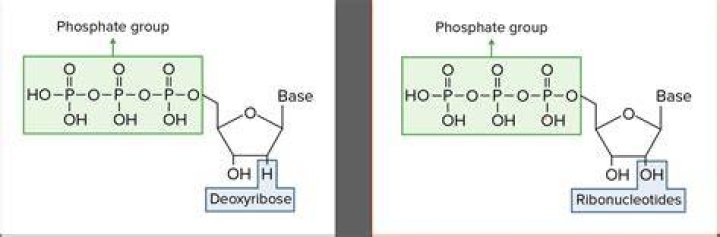 What does ribonucleotides mean?