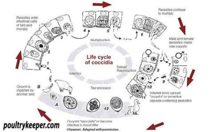 What is coccidia in chickens?
