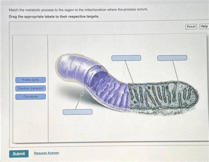 What process occurs in the mitochondrion?