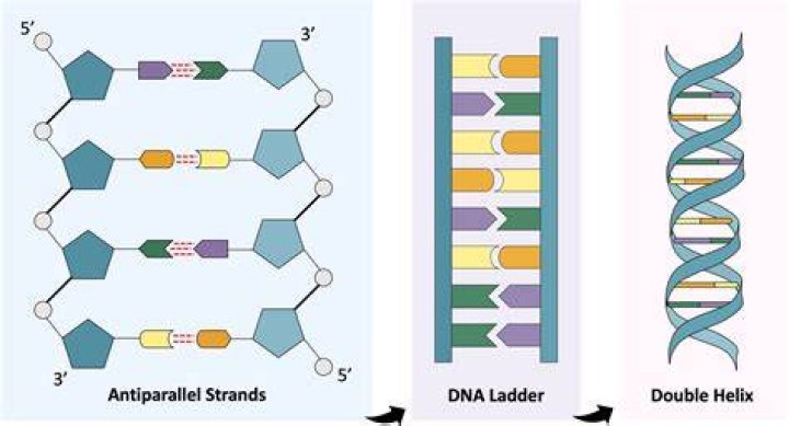 Whats a single strand?