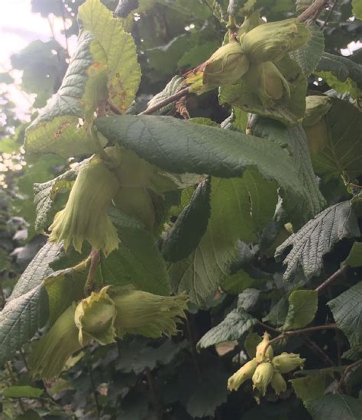 When are cobnuts ready for picking?