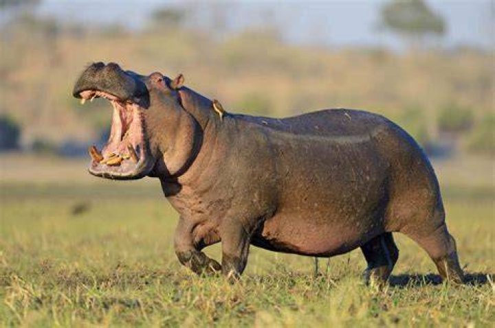 When did hippopotamus become a word?