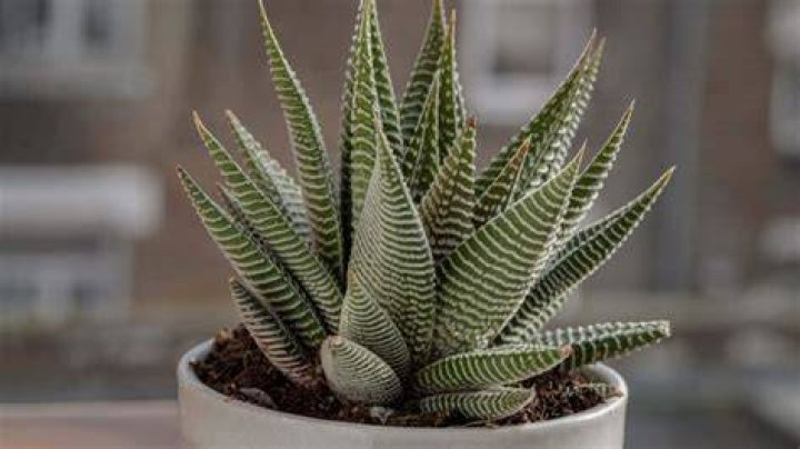 When do haworthias grow?