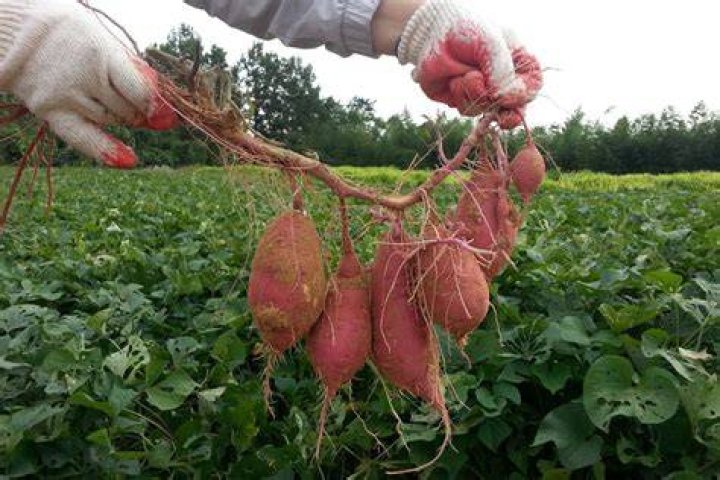 When to harvest camote?