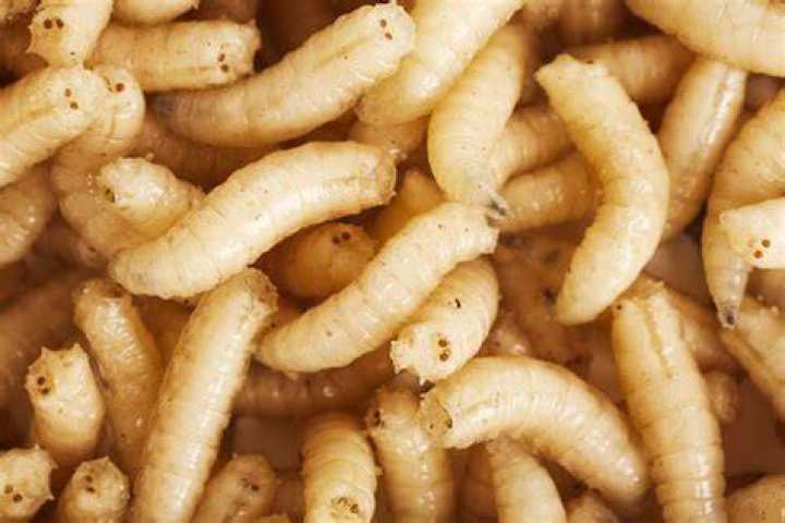 Where does the worm like larvae hatch from?