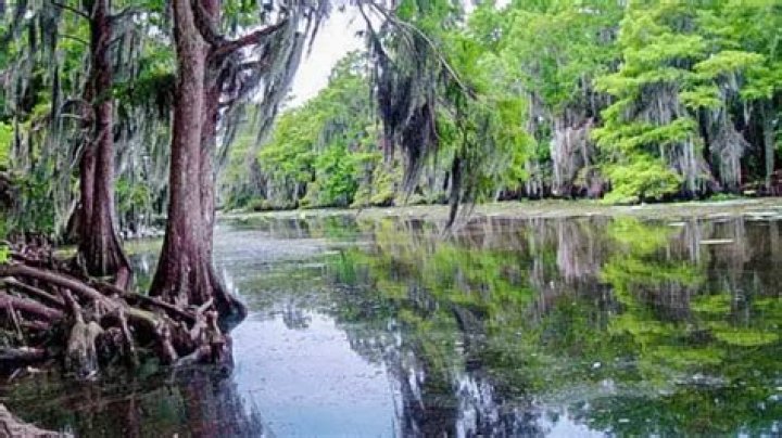 Where is lake maurepas?