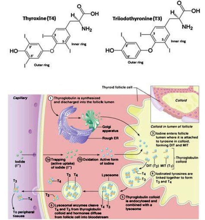 Where is thyroglobulin found?