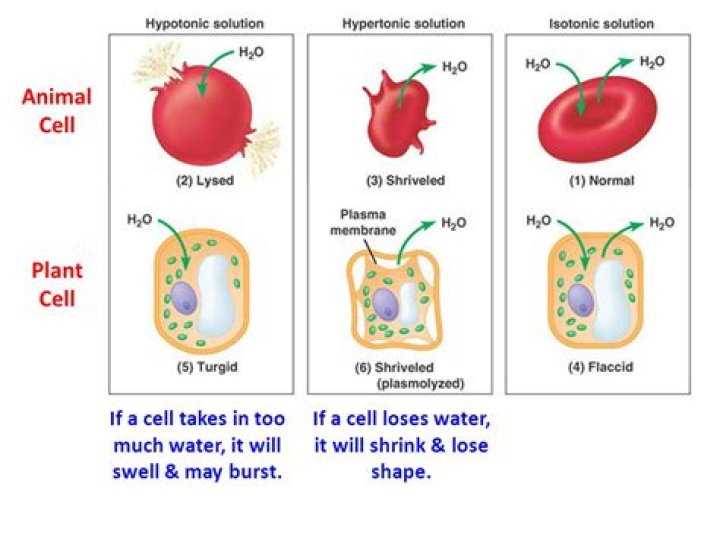 Which cells undergo crenation?