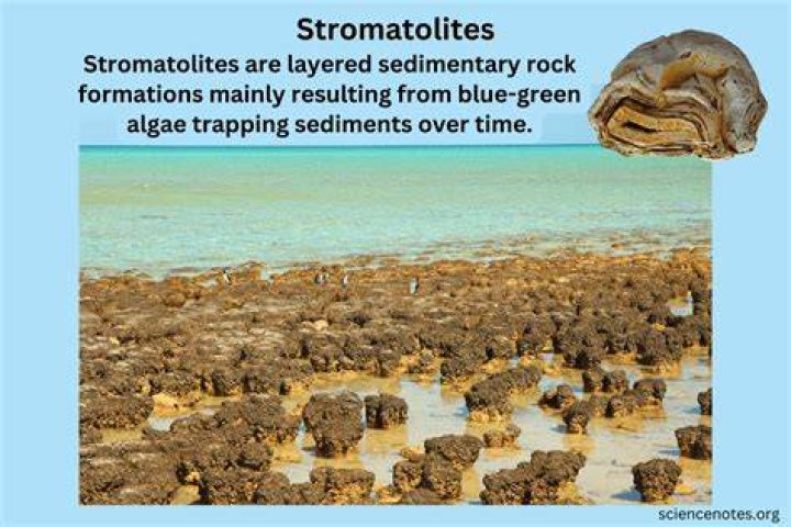 Why are stromatolites important?