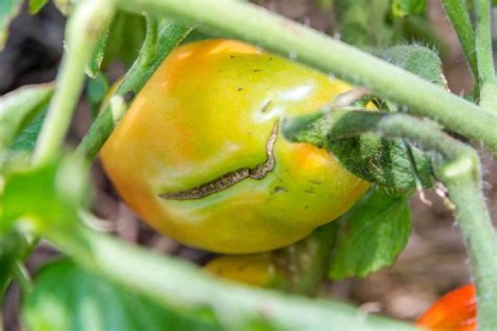 Why do ripening tomatoes split?