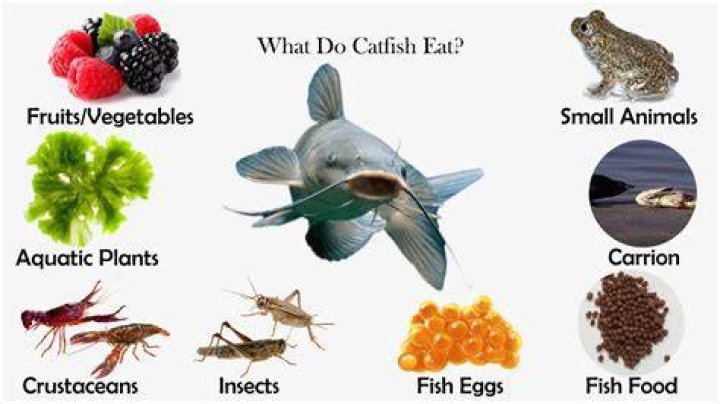 Will catfish eat pepperoni?